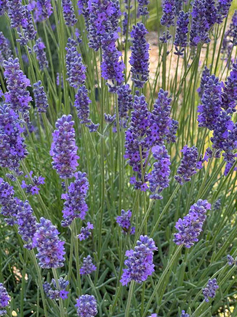 closeup lavender growing