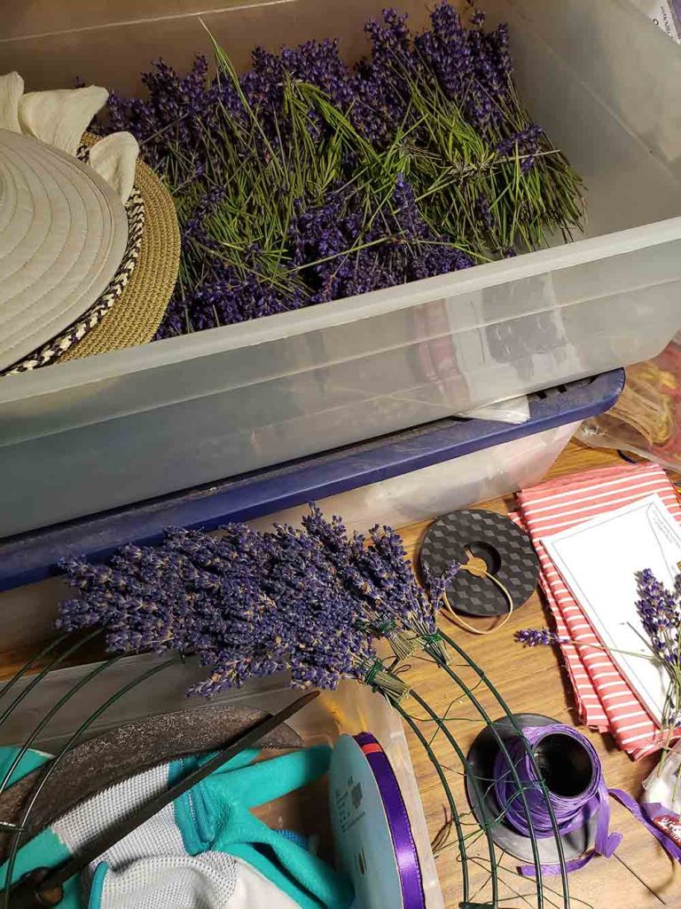 processing lavender