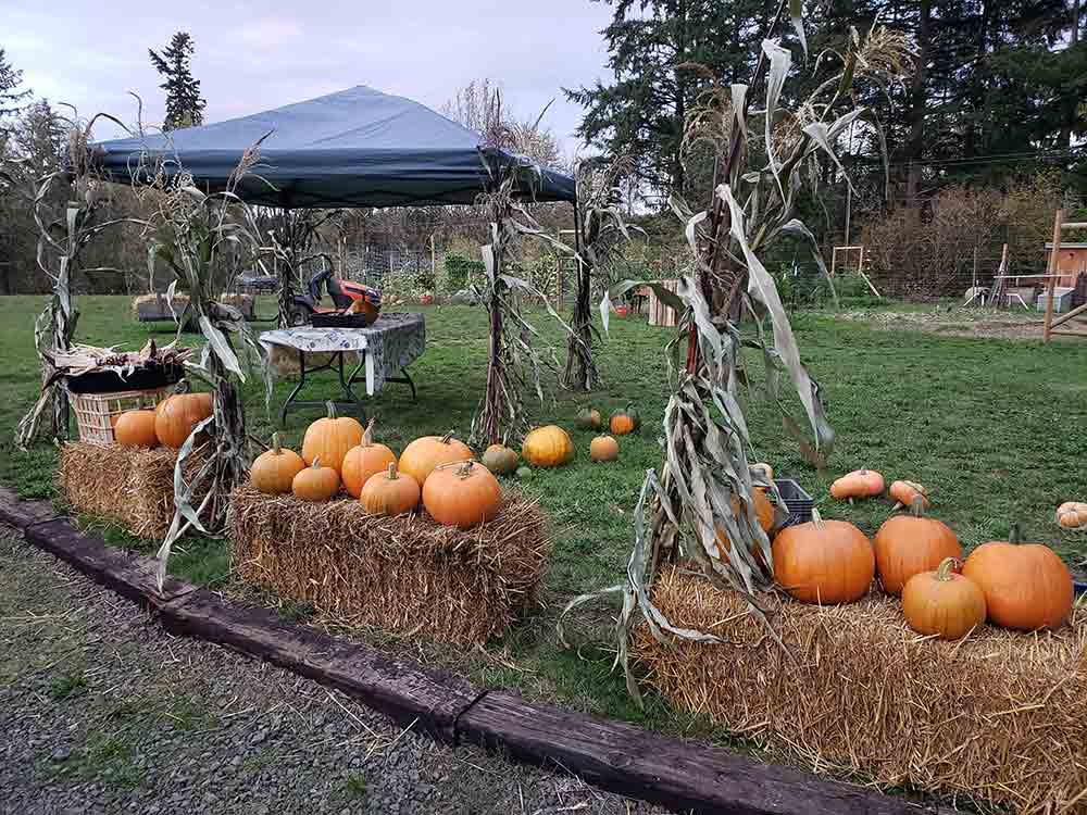 pumpkin setup4